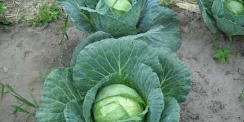 Kada se kupus bere u jesen